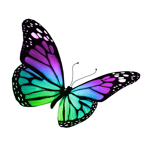 istock Turquoise violet butterfly, isolated on white background 531289883