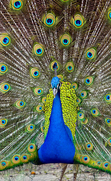 istock Peacock Fanned Out 531289975