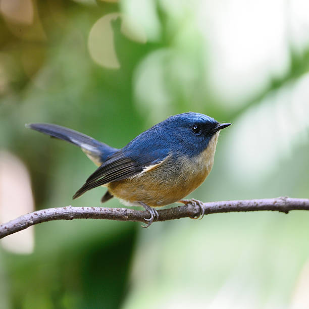 istock male Slaty-blue Flycatcher 531290229