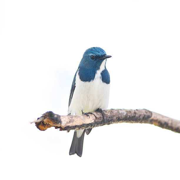 istock male Ultramarine Flycatcher 531290253