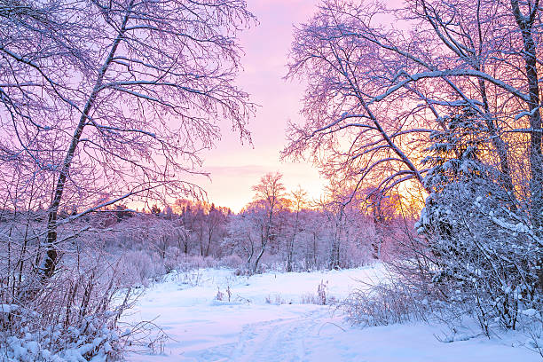 beautiful winter night landscape with sunset in the forest