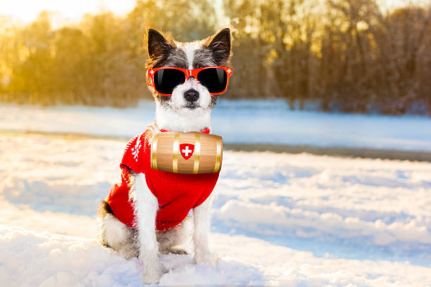 cão de inverno - dog first aid first aid kit winter - fotografias e filmes do acervo