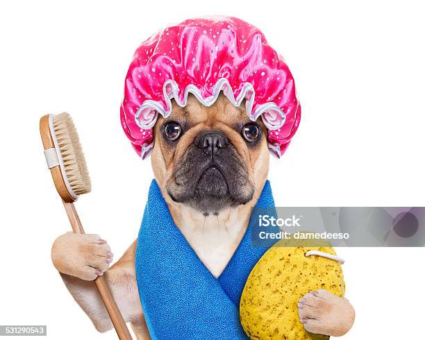 Wellness Dog Stock Photo - Download Image Now - Dog, Bathtub, Swimming Cap