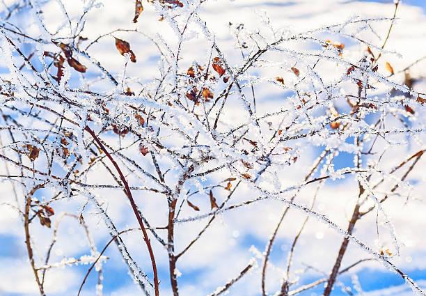 istock White hoarfrost on the branches of spirea 531290673