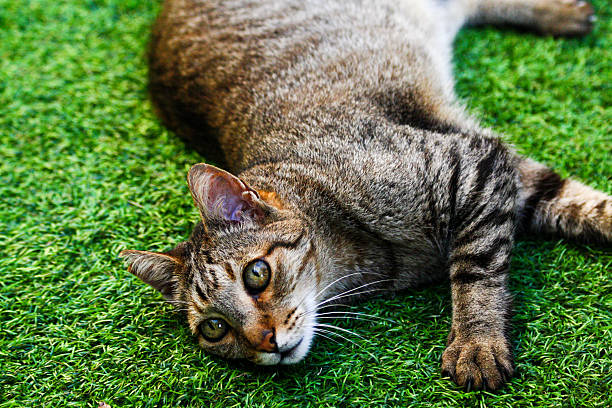istock Tabby Cat Laying in the Sun on Grass 531291123