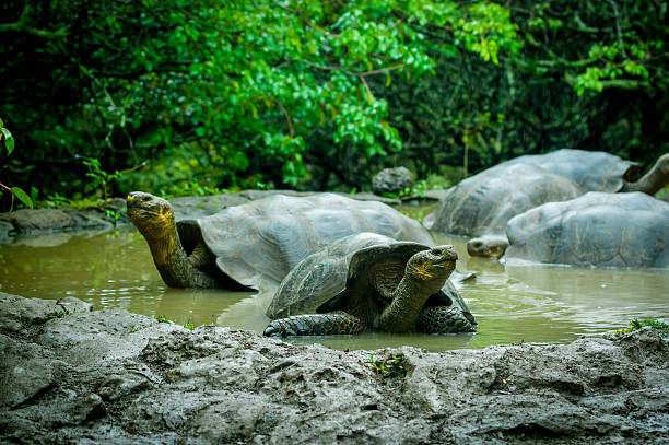 istock giant turtles in san cristobal galapagos islands 531292121