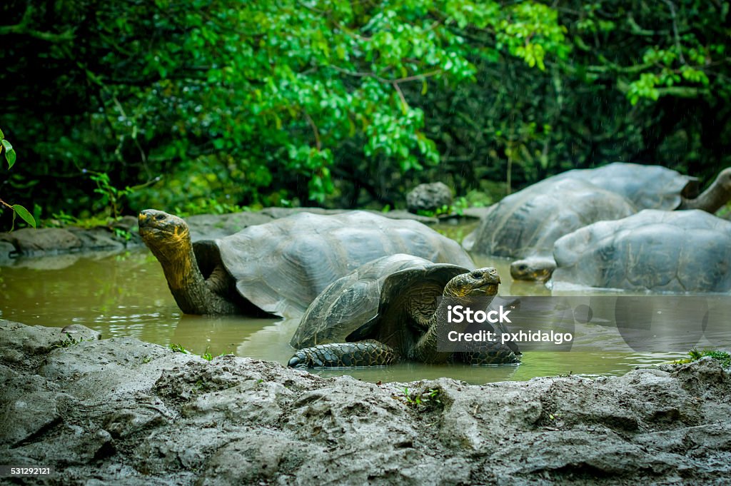 giant turtles in san cristobal galapagos islands galapagos turtles swimming in a lagoon in san cristobal galapagos ecuador 2015 Stock Photo