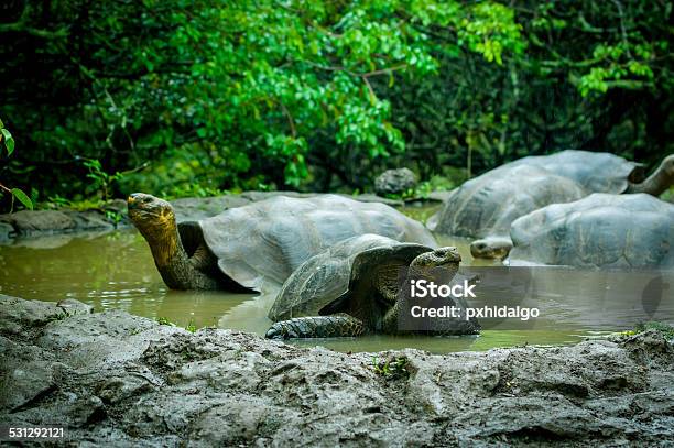 Giant Turtles In San Cristobal Galapagos Islands Stock Photo - Download Image Now - 2015, Amphibian, Animal