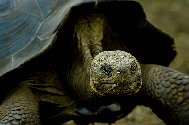 istock turtle in san cristobal galapagos islands 531292701