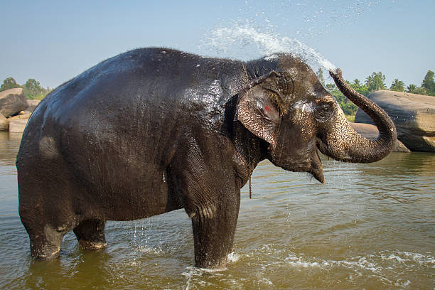 istock Lakshmi, the temple elephant taking a bath 531292999