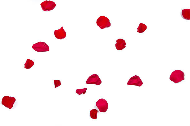 pétales de rose - valentines day color image photography nobody photos et images de collection