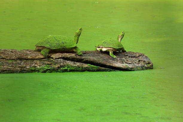 istock Asian leaf turtles -cyclemys dentata-. Chitwan-Nepal. 0924 531293587