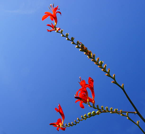 istock Reach for the skies! 531293689