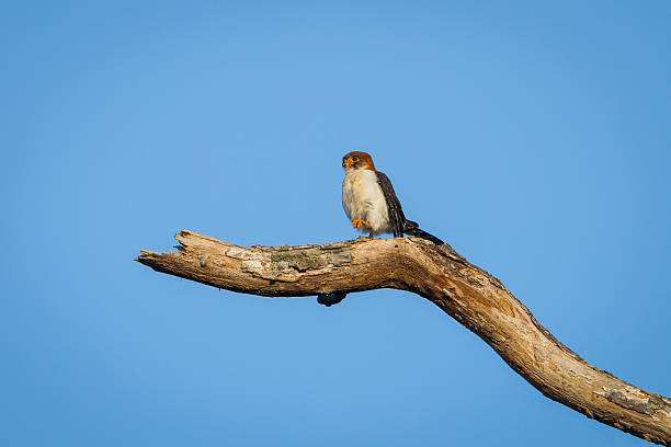 istock Female rare White-rumped falcon 531294125