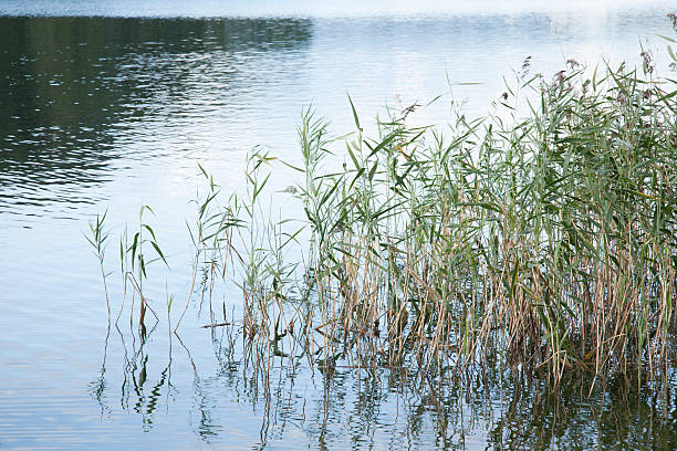 istock Reeds and Long Grass in Lake 531295471