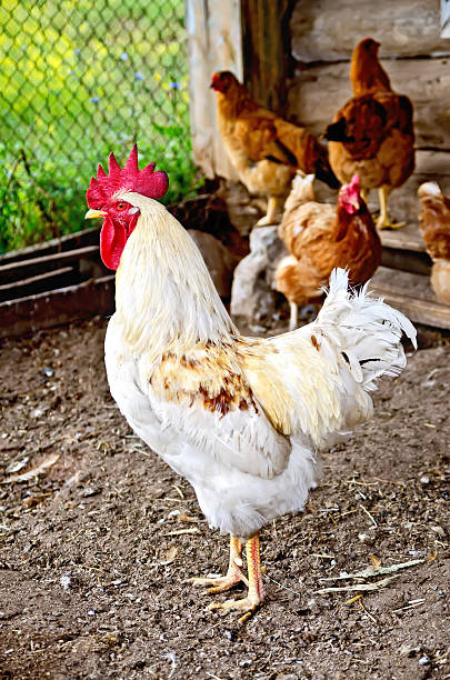 istock Cock white in the henhouse 531296077