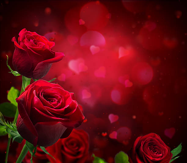istock red roses passion for Valentines day background 531296093