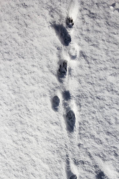 istock Animal tracks in snow 531300701