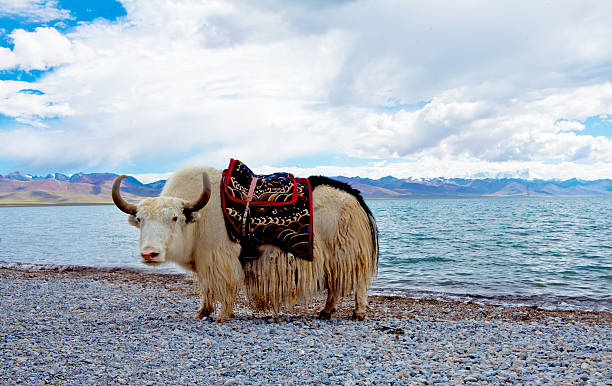 istock Namtso lake at tibet,china 531300923