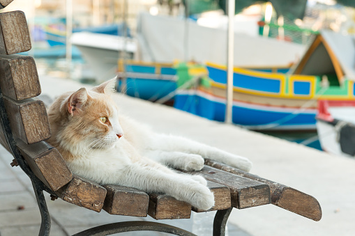 Cat resting by the traditional boats in Marsaxlokk village, Malta