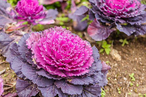 istock Purple lettuce plant 531301727