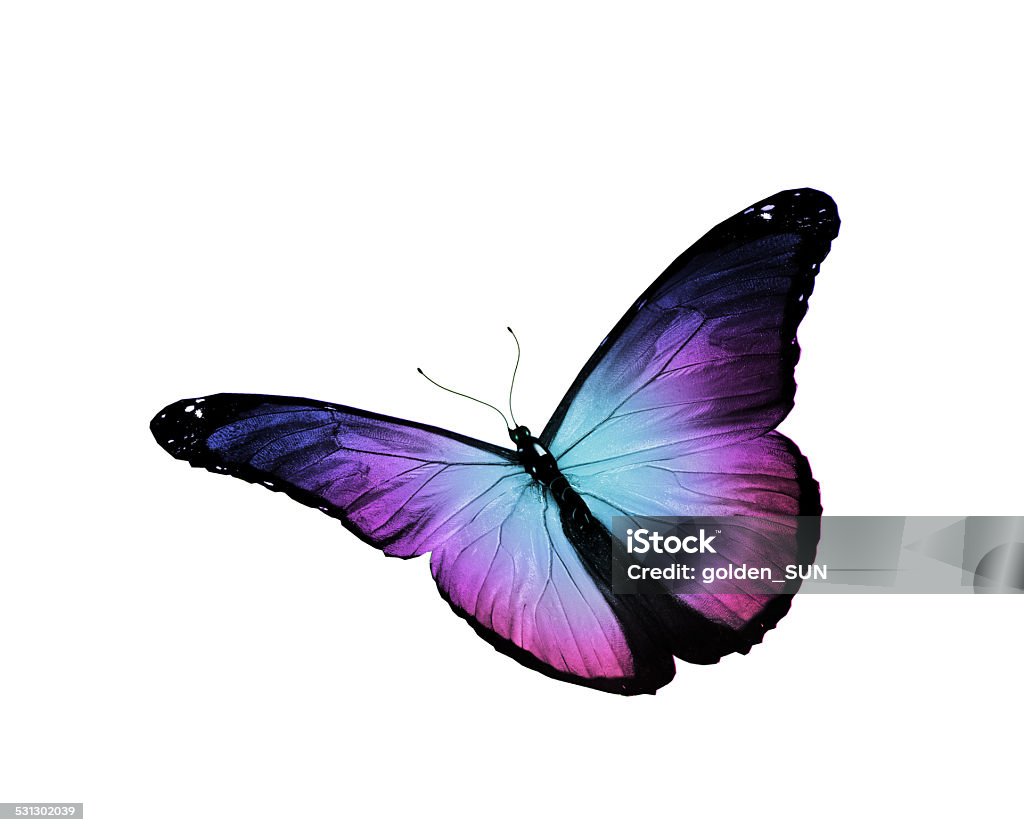 Bướm Xanh Tím Morpho Bị Cô Lập Trên Màu Trắng Hình ảnh Sẵn có ...