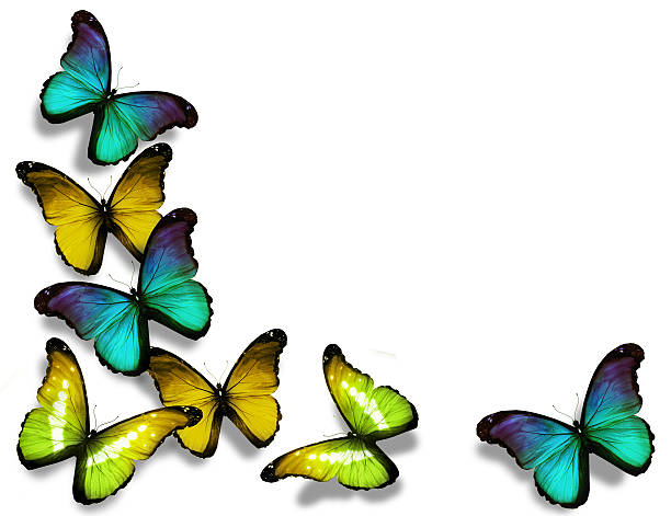 istock Yellow blue morpho butterflies, isolated on white background 531303049