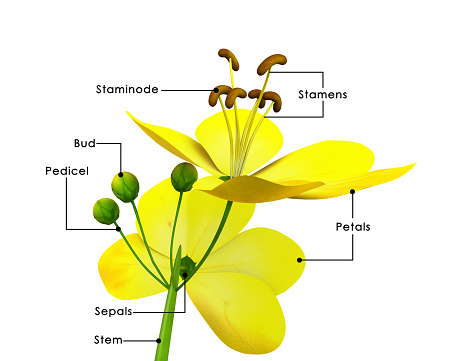 Cassia is a genus of flowering plants in the legume family, Fabaceae, and the subfamily Caesalpinioideae.