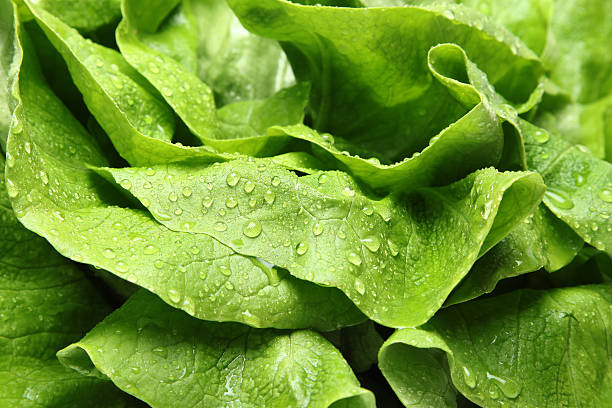 istock Fresh green Lettuce salad 531303267