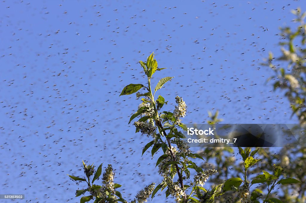 Swarm of Mosquitos Black Fly Stock Photo