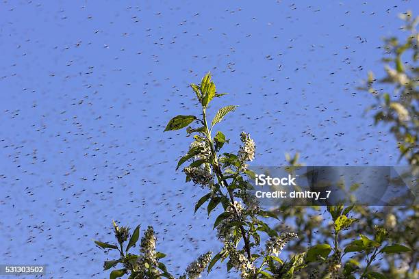 Swarm Of Mosquitos Stock Photo - Download Image Now - Black Fly, Mosquito, Large Group Of Animals