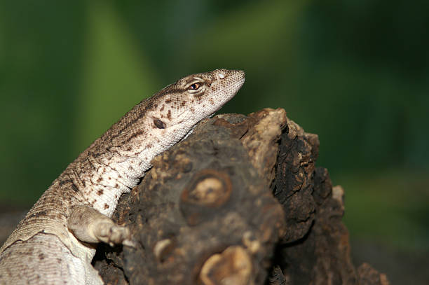 istock Pygmy Mulga Monitor 531303587