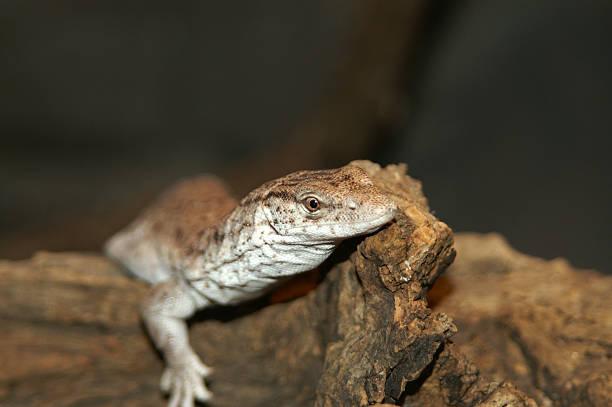 istock Pygmy Mulga Monitor 531303595