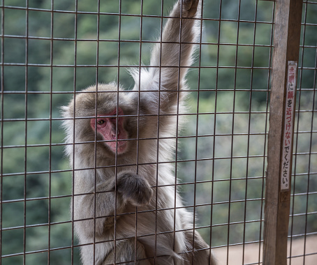 An ape cage with a blur of hanging apes in the background. suitable for ape themes and backgrounds.