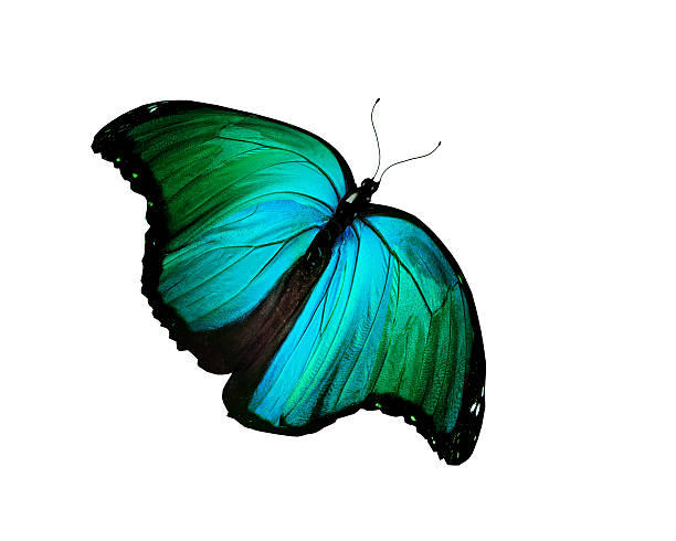istock Green butterfly flying, isolated on white 531303715