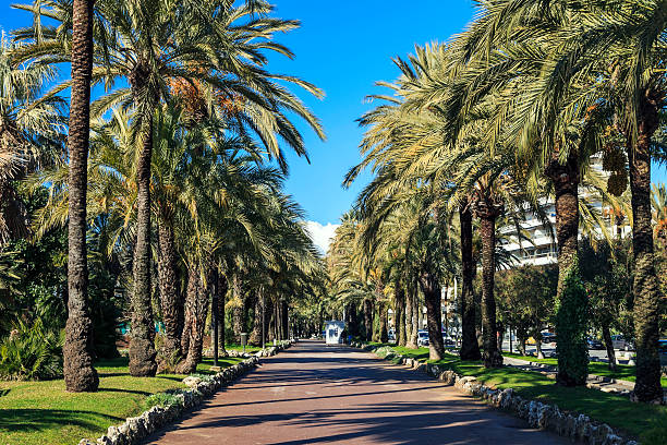 istock Palm trees on the Croisette in Cannes 531304313