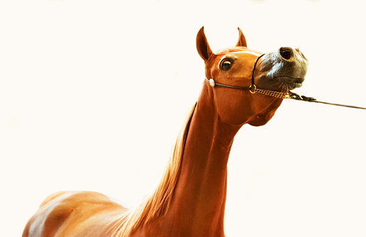 portrait of  arabian filly at white background