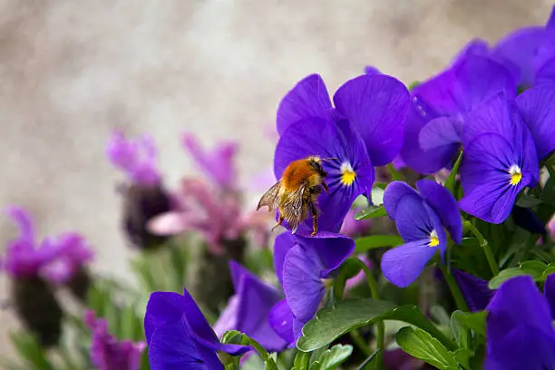 Photo of Bumble Bee on a Pansy flower