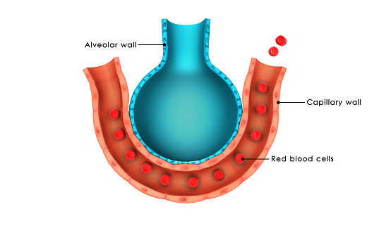 An alveolus is an anatomical structure that has the form of a hollow cavity.Found in the lung parenchyma, the pulmonary alveoli are the terminal ends of the respiratory tree, which outcrop from either alveolar sacs or alveolar ducts, which are both sites of gas exchange with the blood as well.