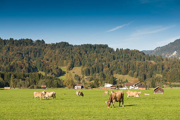 istock Green meadow with cattles in the Allgau 531305989
