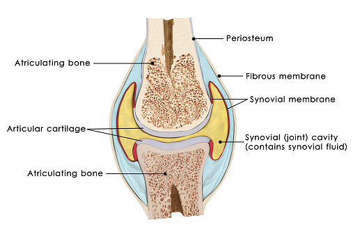 The bursae of the knee are the fluid sacs and synovial pockets that surround and sometimes communicate with the joint cavity.