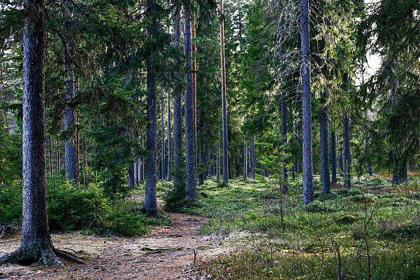 istock Love path going through evergreen forest in Finland 531306154
