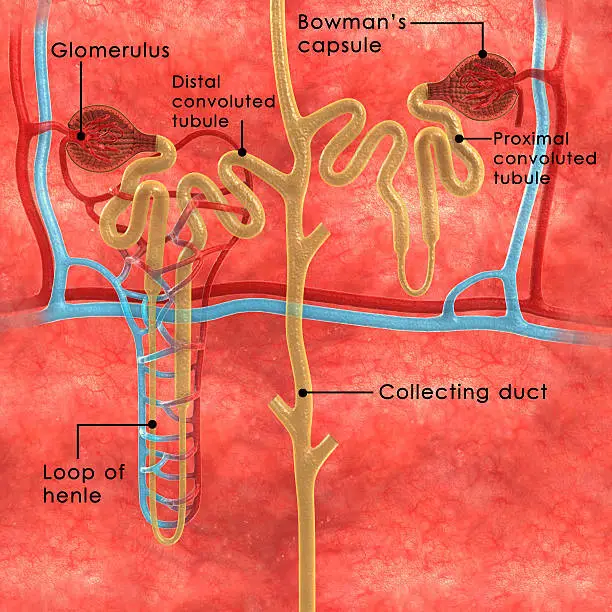 Photo of Nephrons labelled