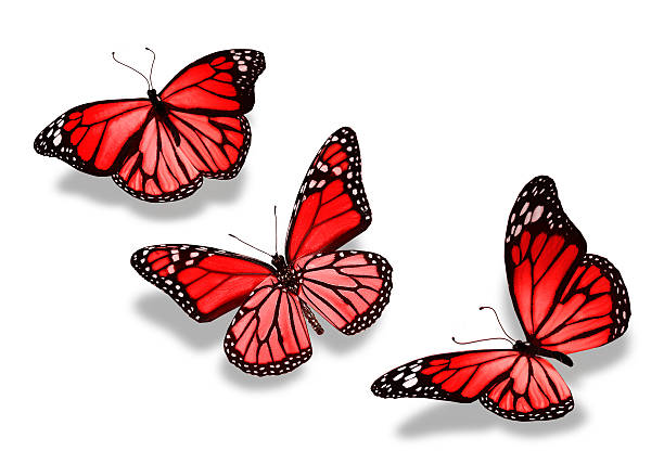 istock Three yellow-orange butterflies, isolated on white background 531306201