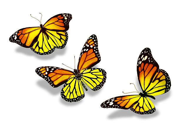 istock Three yellow-orange butterflies, isolated on white background 531306341