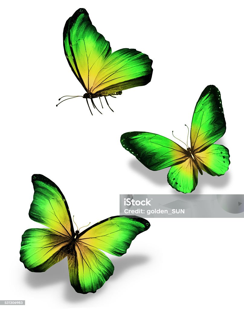 Three violet butterflies, isolated on white Three green yellow butterflies, isolated on white 2015 Stock Photo