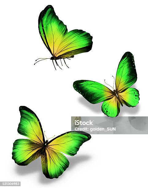 Three Violet Butterflies Isolated On White Stock Photo - Download Image Now - 2015, Collection, Flying