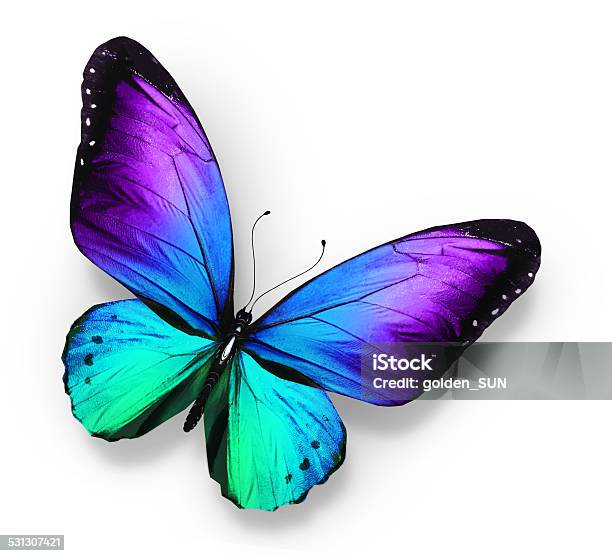 Blue Violet Butterfly Isolated On White Stock Photo - Download Image Now - 2015, Collection, Flying