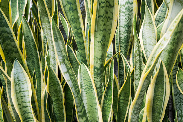 istock Open leaves of an Aloe 531307674