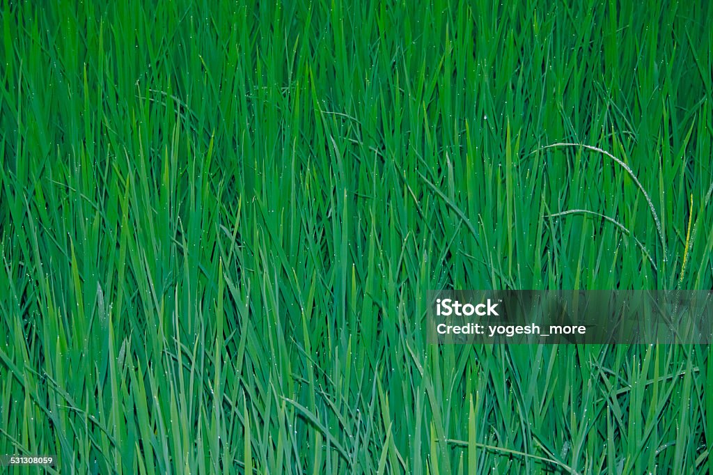Sativa Rice Oryza Sativa Rice Crop India Stock Photo - Download Image Now - 2015 ...